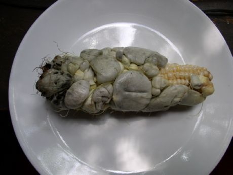 옥수수 깜부기병균 포자