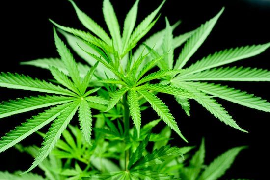 Cannabis does not reduce pain, it makes it bearable