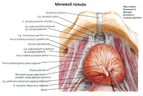 방광(vesica urinaria)