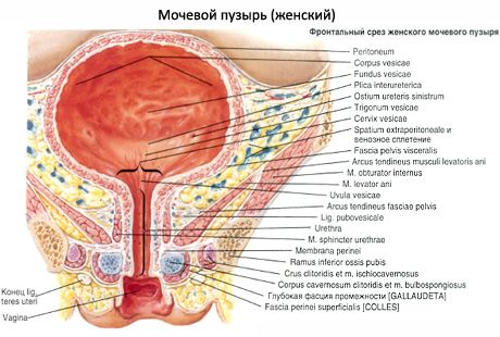 방광 (vesica urinaria)