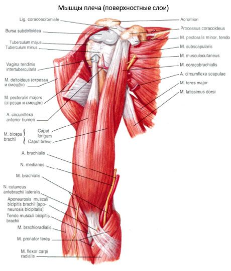 견갑상완근(m.coracobrachialis)