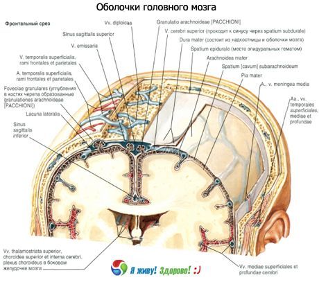 두뇌의 껍질