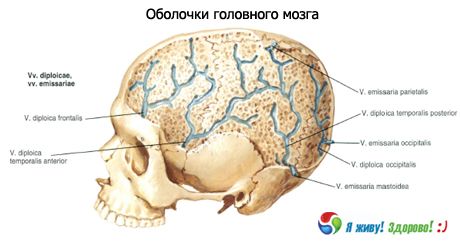 두뇌의 껍질