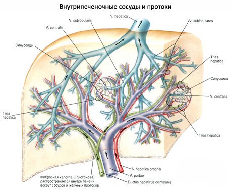 간 혈관 및 관