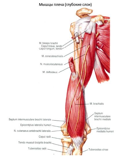 견갑상완근(m.coracobrachialis)
