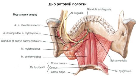 턱밑의 침샘 