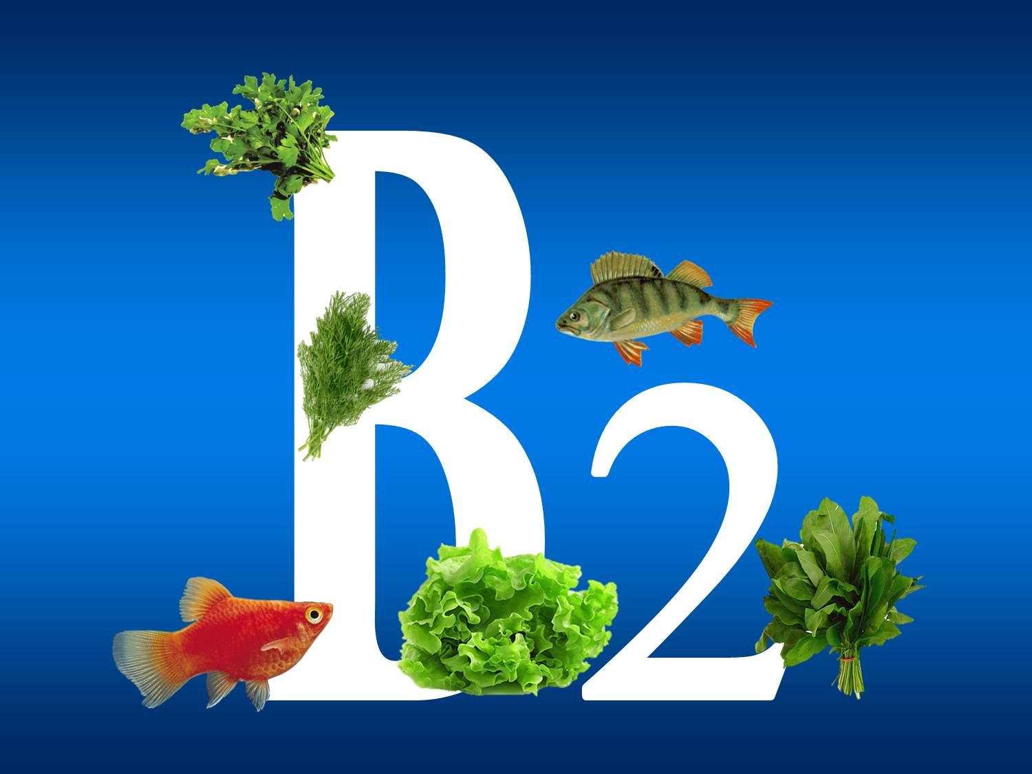 속성 B2