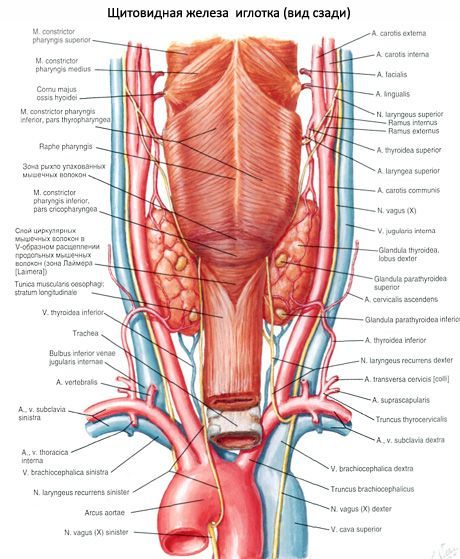 갑상샘 (thyroid gland, thyroidea)