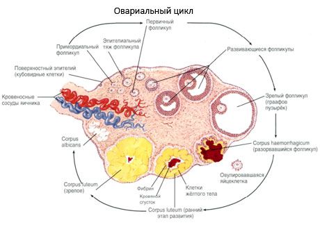 난자와 난소 형성